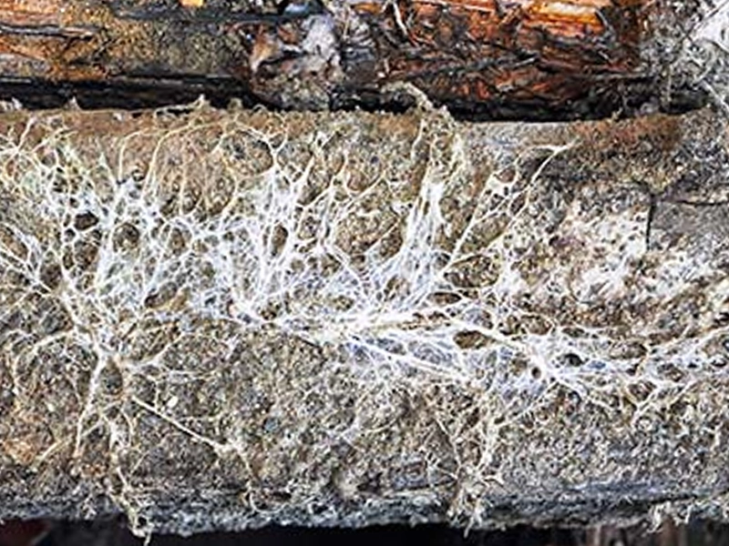 filament blanc mérule dans maison humidité