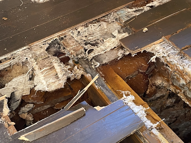 mérule sur poutre bois pourriture cubique