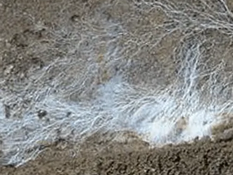 filaments blancs mérule serpula lacrymans