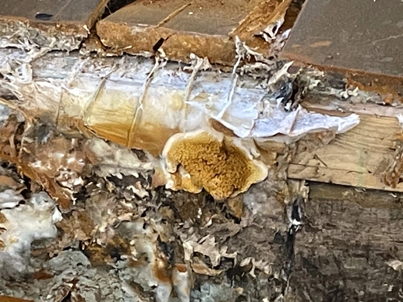 traitement professionnel mérule injection fongicide